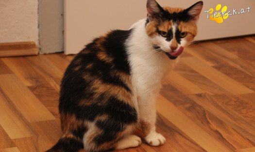 Katze Moma (Foto by Tiereck.at - Lavanttaler Tierhilfe)
