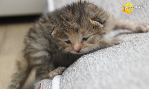 Katze Suri (Foto by Tiereck.at - Lavanttaler Tierhilfe)