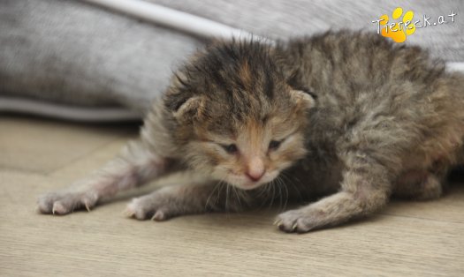 Katze Suri (Foto by Tiereck.at - Lavanttaler Tierhilfe)