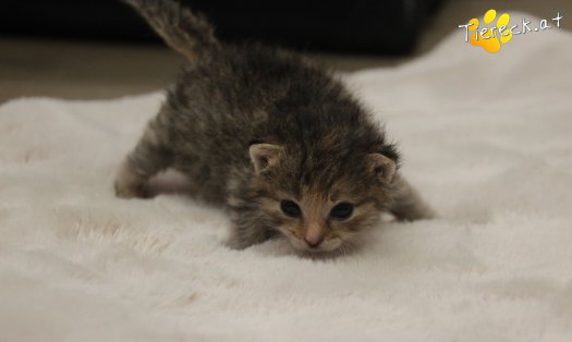 Katze Suri (Foto by Tiereck.at - Lavanttaler Tierhilfe)