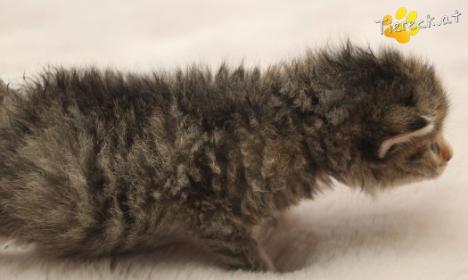 Katze Suri (Foto by Tiereck.at - Lavanttaler Tierhilfe)