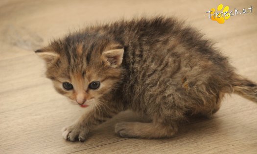 Katze Suri (Foto by Tiereck.at - Lavanttaler Tierhilfe)
