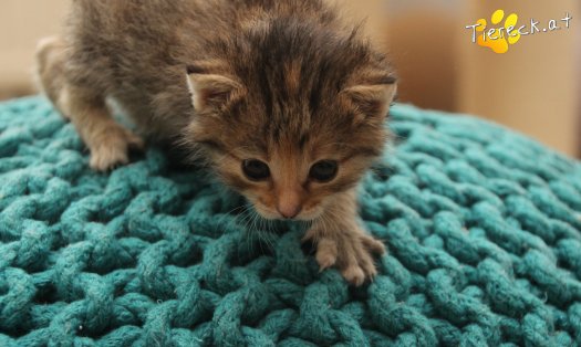 Katze Suri (Foto by Tiereck.at - Lavanttaler Tierhilfe)