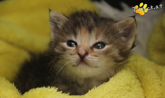 Katze Suri (Foto by Tiereck.at - Lavanttaler Tierhilfe)
