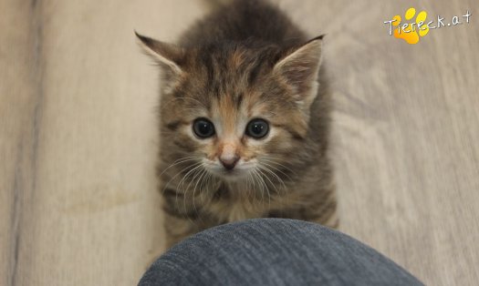 Katze Suri (Foto by Tiereck.at - Lavanttaler Tierhilfe)