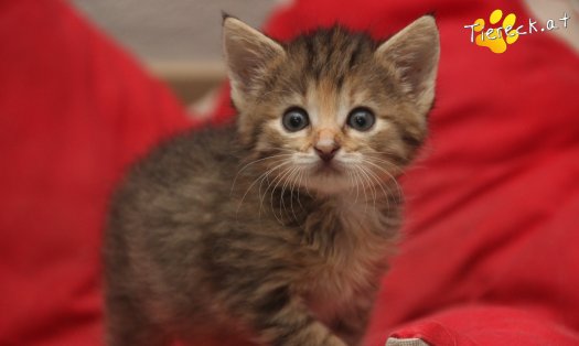 Katze Suri (Foto by Tiereck.at - Lavanttaler Tierhilfe)