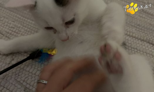 Katze Pünktchen (Foto by Tiereck.at - Lavanttaler Tierhilfe)
