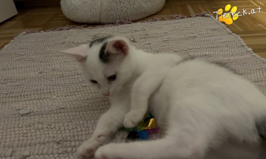 Katze Pünktchen (Foto by Tiereck.at - Lavanttaler Tierhilfe)