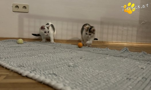 Katze Pünktchen (Foto by Tiereck.at - Lavanttaler Tierhilfe)
