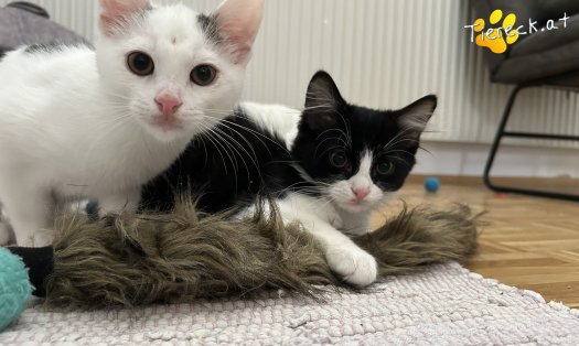 Katze Pünktchen (Foto by Tiereck.at - Lavanttaler Tierhilfe)