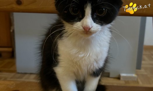 Katze Pauli (Foto by Tiereck.at - Lavanttaler Tierhilfe)