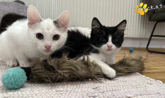 Katze Pauli (Foto by Tiereck.at - Lavanttaler Tierhilfe)