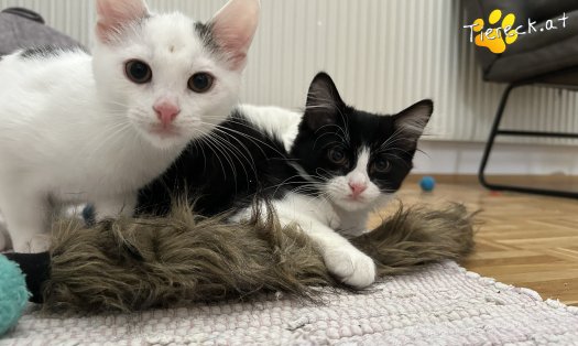 Katze Pauli (Foto by Tiereck.at - Lavanttaler Tierhilfe)