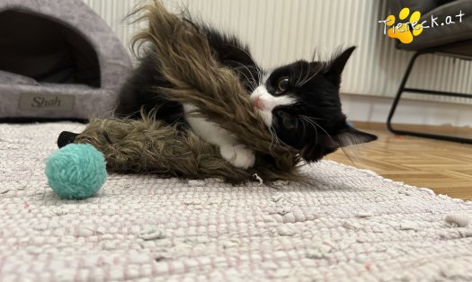 Katze Pauli (Foto by Tiereck.at - Lavanttaler Tierhilfe)