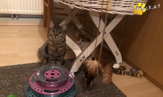 Katze Luna (Foto by Tiereck.at - Lavanttaler Tierhilfe)