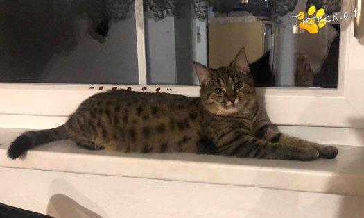Katze Luna (Foto by Tiereck.at - Lavanttaler Tierhilfe)