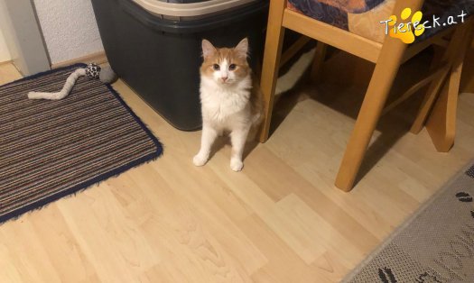 Katze Mogli (Foto by Tiereck.at - Lavanttaler Tierhilfe)