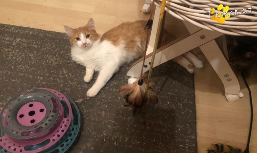 Katze Mogli (Foto by Tiereck.at - Lavanttaler Tierhilfe)