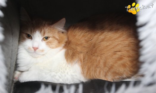 Katze Mogli (Foto by Tiereck.at - Lavanttaler Tierhilfe)