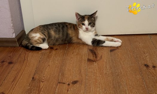 Katze Mimi (Foto by Tiereck.at - Lavanttaler Tierhilfe)