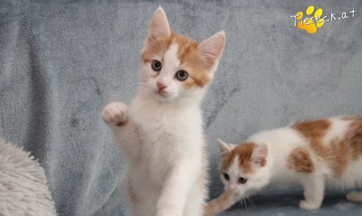 Katze Frechdachs (Foto by Tiereck.at - Lavanttaler Tierhilfe)