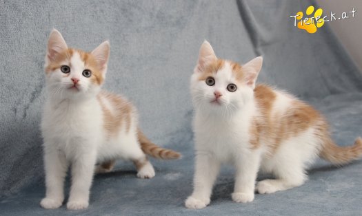 Katze Frechdachs (Foto by Tiereck.at - Lavanttaler Tierhilfe)