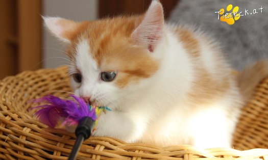 Katze Frechdachs (Foto by Tiereck.at - Lavanttaler Tierhilfe)