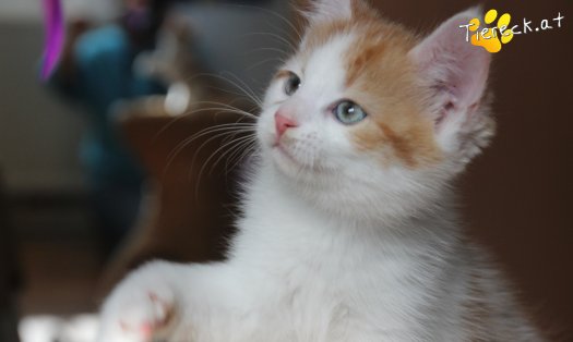 Katze Frechdachs (Foto by Tiereck.at - Lavanttaler Tierhilfe)
