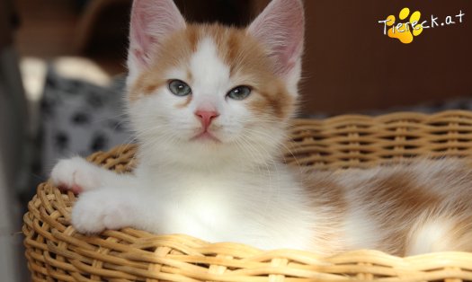 Katze Frechdachs (Foto by Tiereck.at - Lavanttaler Tierhilfe)