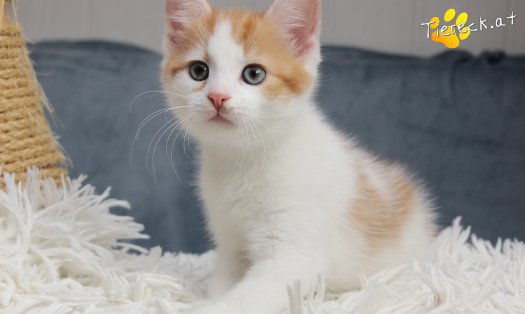 Katze Frechdachs (Foto by Tiereck.at - Lavanttaler Tierhilfe)