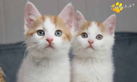 Katze Frechdachs (Foto by Tiereck.at - Lavanttaler Tierhilfe)