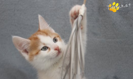 Katze Frechdachs (Foto by Tiereck.at - Lavanttaler Tierhilfe)
