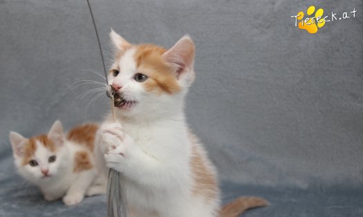 Katze Frechdachs (Foto by Tiereck.at - Lavanttaler Tierhilfe)