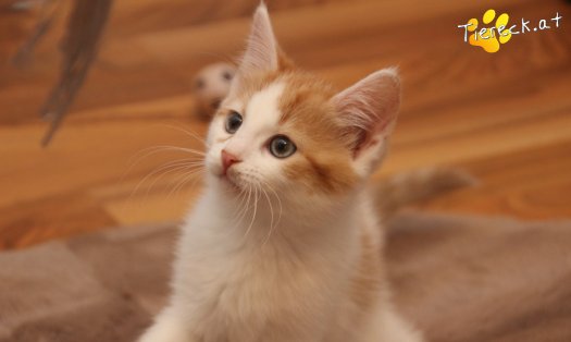 Katze Frechdachs (Foto by Tiereck.at - Lavanttaler Tierhilfe)
