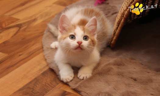 Katze Frechdachs (Foto by Tiereck.at - Lavanttaler Tierhilfe)