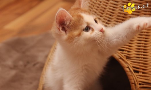Katze Frechdachs (Foto by Tiereck.at - Lavanttaler Tierhilfe)