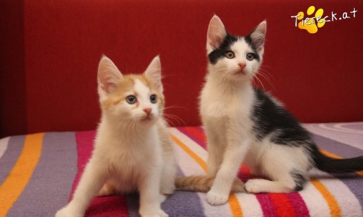 Katze Frechdachs (Foto by Tiereck.at - Lavanttaler Tierhilfe)
