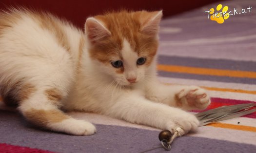 Katze Frechdachs (Foto by Tiereck.at - Lavanttaler Tierhilfe)