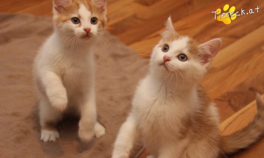 Katze Frechdachs (Foto by Tiereck.at - Lavanttaler Tierhilfe)