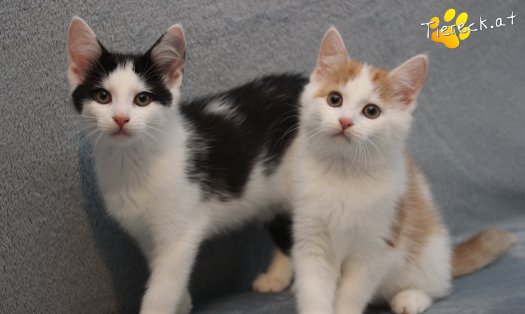 Katze Gizmo (Foto by Tiereck.at - Lavanttaler Tierhilfe)