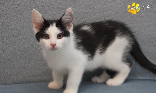 Katze Gizmo (Foto by Tiereck.at - Lavanttaler Tierhilfe)