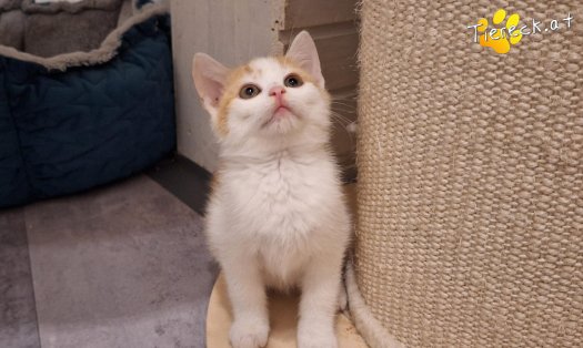Katze Jack (Foto by Tiereck.at - Lavanttaler Tierhilfe)