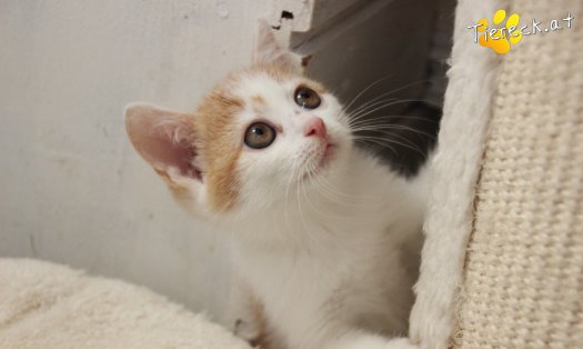 Katze Jack (Foto by Tiereck.at - Lavanttaler Tierhilfe)