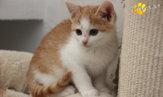 Katze Jack (Foto by Tiereck.at - Lavanttaler Tierhilfe)
