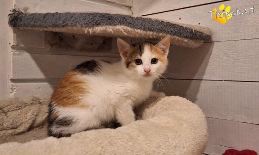 Katze Carlotta (Foto by Tiereck.at - Lavanttaler Tierhilfe)