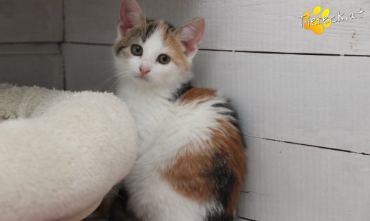 Katze Carlotta (Foto by Tiereck.at - Lavanttaler Tierhilfe)
