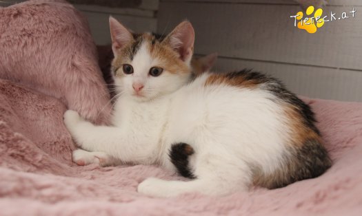 Katze Carlotta (Foto by Tiereck.at - Lavanttaler Tierhilfe)