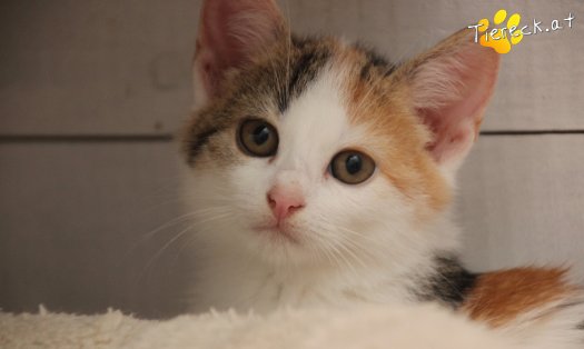 Katze Carlotta (Foto by Tiereck.at - Lavanttaler Tierhilfe)