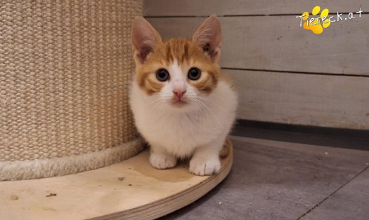 Katze Balu (Foto by Tiereck.at - Lavanttaler Tierhilfe)