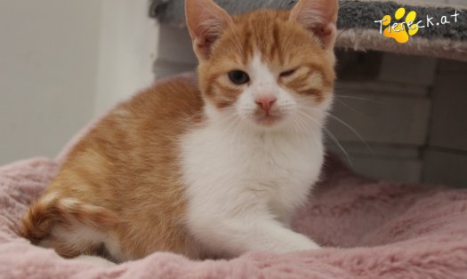 Katze Balu (Foto by Tiereck.at - Lavanttaler Tierhilfe)